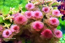 Photo-13-The Garden--Cabomba Red.webp