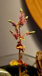 Peter Cookson Rotala macrandra.jpg