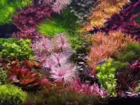 81196453_2846870532019135_2432941506798026752_n.webp 81196453_2846870532019135_2432941506798026752_n.webp