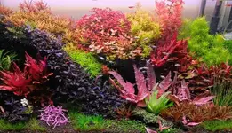 2hrAquarist_DSCF1679.webp 2hrAquarist_DSCF1679.webp