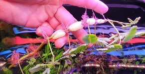 Neptinia-aquatica-1.webp Neptinia-aquatica-1.webp