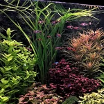 Helanthium-bolivianum-Angustifolius-1.webp
