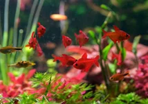 2hrAquaristDSCF6438E red cherry tetra fish-topaz-dust-denoise-sharpen.webp