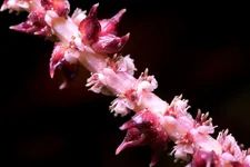 2hrAquaristDSCF6551 aponogeton crispus flower.webp