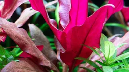 AR Mini 100mm Macro.webp AR Mini 100mm Macro.webp