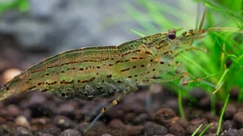 Amano 100mm Macro.webp Amano 100mm Macro.webp