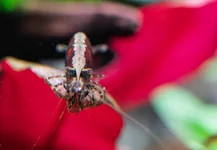 Black Rose Staredown 100mm Macro.webp Black Rose Staredown 100mm Macro.webp