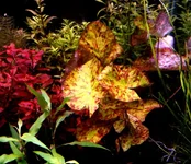 nymphaea-micranthra-tri-color-lily-1.webp nymphaea-micranthra-tri-color-lily-1.webp