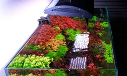 2hrAquaristDSCF7434 Top view 4ft tank.webp