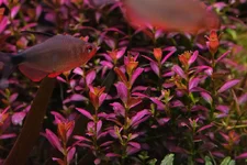 2hrAquaristDSCF7850E herbivore damage.webp