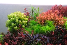 2hrAquaristDSCF7594E Tulun bg2011.webp