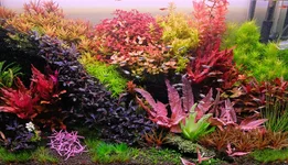 2hrAquaristDSCF1679 Show .webp