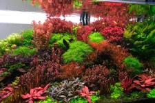 2hrAquaristDSCF7985E .webp