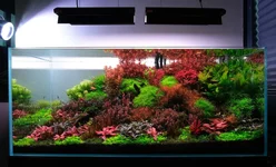 2hrAquaristDSCF8006E Full tank.webp