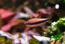 2hrAquaristDSCF9120.webp