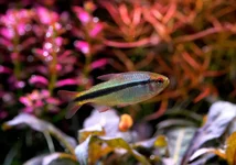 DSCF0055 Fish lapis.webp