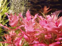 2021-08-17 15-09-35 (1).webp