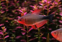 2hrAquaristDSCF0470 fish Peugeoti.webp