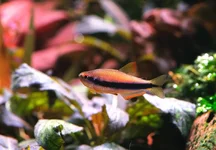 2hrAquaristDSCF9113 Fish.webp