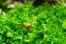 DSCF9797 shrimp.webp