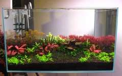 2hrAquaristDSCF0297.webp 2hrAquaristDSCF0297.webp