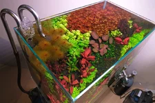 2hrAquaristDSCF0748 top view.webp