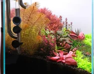 2hrAquaristDSCF0790 side.webp