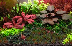 2hrAquaristDSCF0728 foreground bucep bv anubias.webp