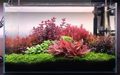 TwinstarDSCF4759 2ft dutch E1 show.webp