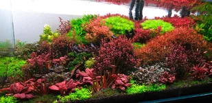 DSCF9896 show stretch .webp