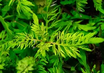 2hrAquaristDSCF0951E new hygro.webp