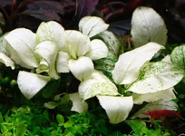 2hrAquaristDSCF0962 anubias white.webp