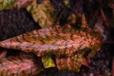 2hrAquaristDSCF0958 crypt nurii.webp