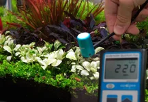 2hrAquaristDSCF1034 Anubias PAR.webp