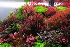 DSCF0124E show  .webp