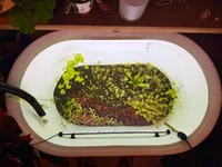 tub 1 week above.webp