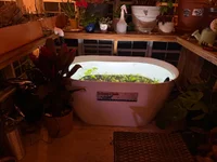 tub 1 week side.webp