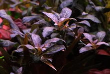 2hrAquaristDSCF1600E.webp