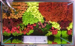 2hrAquaristtop DSCF1781.webp