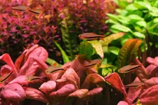 2hrAquaristDSCF1752 Fish black arrow.webp