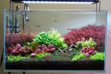 2hrAquaristHygger DSCF1825.webp