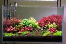 2hrAquaristNet lea 45R 32G 25B DSCF1829.webp