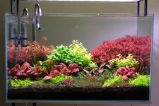 2hrAquaristNEtlea red DSCF1827.webp