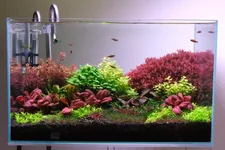 2hrAquaristweek red setting DSCF1819.webp