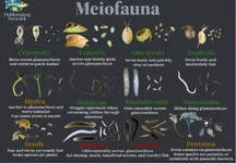 MeioFauna.webp