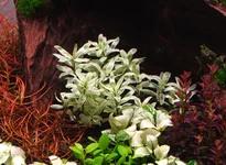 2hrAquaristDSCF1887 Hygrophila white.webp