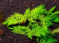 1778156264301.webp