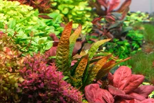 2hrAquaristDSCF2153E.webp