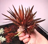 Xyris Difformis.webp