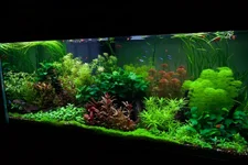 Easy-beginner Plants, 30+ Mixed Plants - $37 Shipped